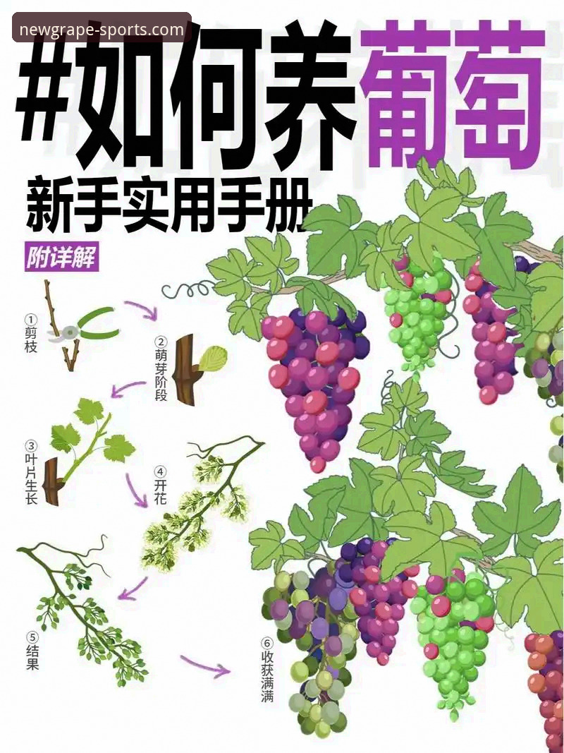 新葡萄官网下载实用指南：从零开始的完整操作流程与必备知识